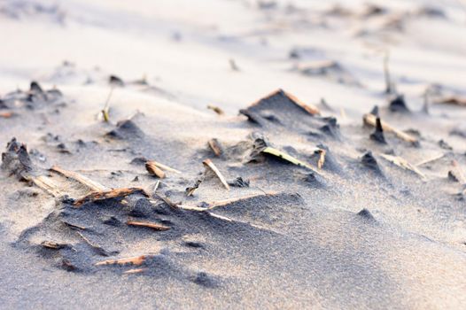 Dead plants in sand sea beach in sunset sunlight. Branches of dry dead plants in sandy coastal area. Nature background. Selective focus. Puri India.