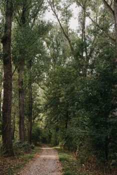 Winding gravel road through sunny green Forest. Fantastic forest trail. Trail in fantastic forest. Winding gravel road through sunny green Forest illuminated by sunbeams through mist