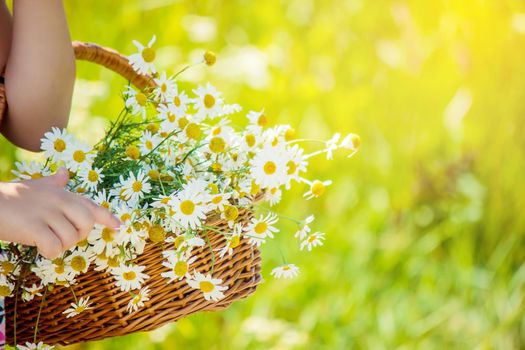 Girl with chamomile. Selective focus. nature flowers. Child.