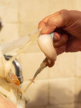 cleaning a raw adriatic cuttlefish at home in Numana, Marche, Italy