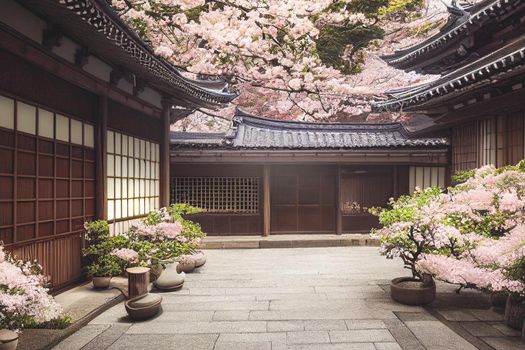 3D render of Old town Japan with cherry blossom trees, selective focused and blurred.