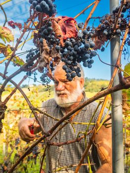 old bearded man harvesiting for wine production