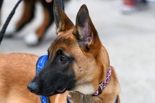 Belgian Shepherd in Cannin Cross race.