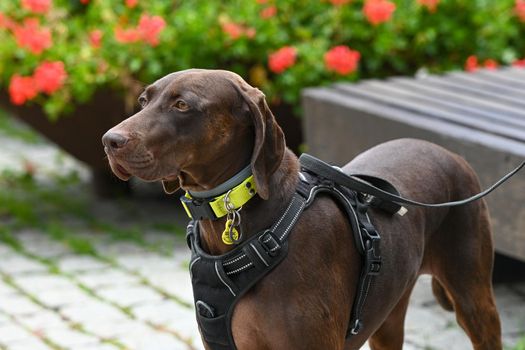 Vizslas in Cannin Cross race.