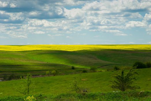 Yellow gold wheat and sunflower fields under blue sky in Ukraine, agriculture is peace.