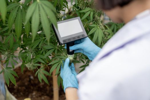 Scientist with mask checking hemp plants in a greenhouse. Concept of herbal alternative medicine, cbd oil, pharmaceptical industry.