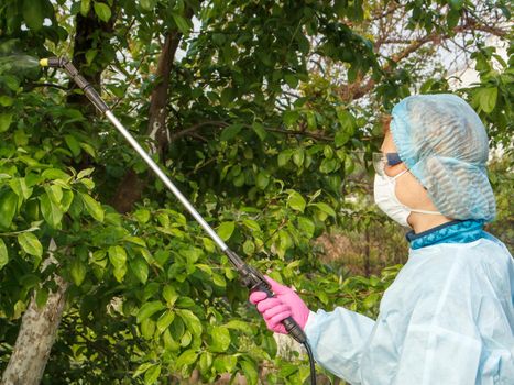 Female farmer in a protective suit and mask is spraying apple trees from fungal disease or vermin with pressure sprayer and chemicals in the orchard.