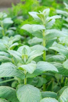 Close-up plants of green mint on the garden bed with shallow depth of field.