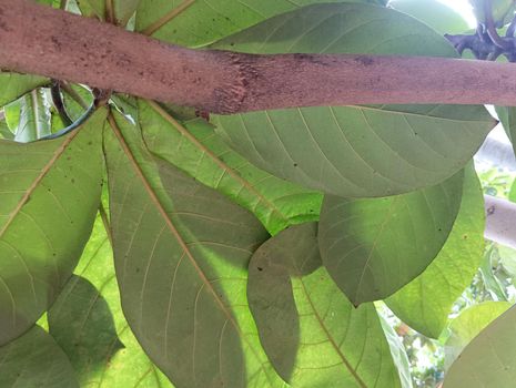 Badam tree green leaves in a live tree view from bottom . High quality photo
