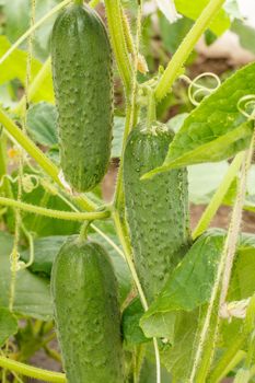 Close-up green ripe cucumbers on a bush with leaves. Cucumber growing in the greenhouse.