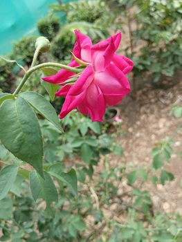 Pink coloured rose and buds in a green leaves plant. Spined leaves in a rosasinensis plant