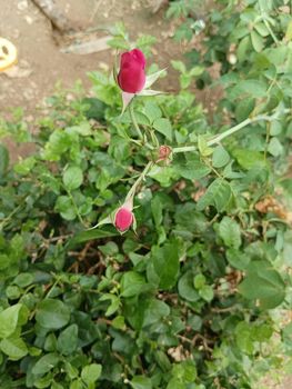 Pink coloured rose and buds in a green leaves plant. Spined leaves in a rosasinensis plant
