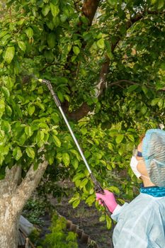 Farmer in a protective suit is spraying apple tree from fungal disease or vermin with pressure sprayer and chemicals in the spring orchard.