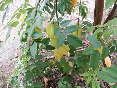 yellow coloured beautiful star fruit in a plant with green leaves. the fruit looks colourful and its just amazing