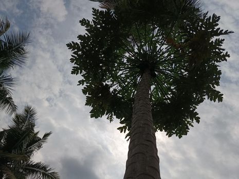 Papaya plant with green leaves and attracting.The view of papaya plant and the sky