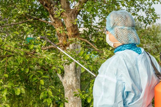 Woman in a protective suit and mask is spraying apple tree from fungal disease or vermin with pressure sprayer and chemicals in the spring orchard.