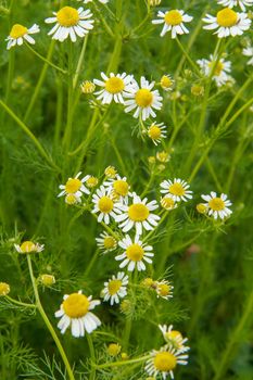 Chamomile groing in the garden with blurred same flowers in the background. Top view. Shallow depth of field. Natural background.