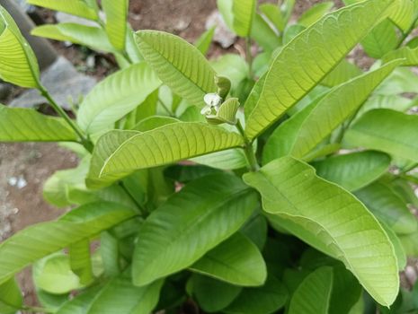 Light green Guava tree leaves in sunlight with clear visiblity of leaves