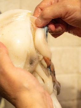 cleaning a raw adriatic cuttlefish at home in Numana, Marche, Italy
