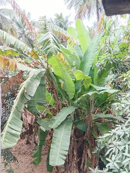 Group of banana trees surrounded by mango and coconut trees.Greenish amazing background makes relaxing