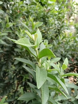 Chinese dwarf guava fruit tree leaves. High quality photo