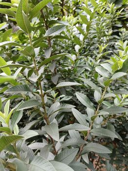 Chinese dwarf guava fruit tree leaves. High quality photo