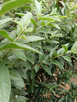 Chinese dwarf guava fruit tree leaves. High quality photo