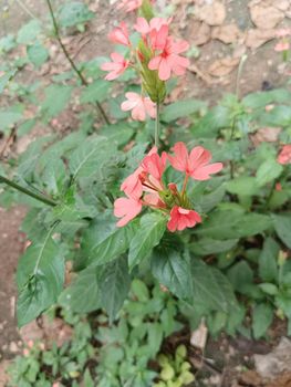 Pink coloured firecracker flower or tropical frame flower.Rose coloured flower is amazing in sunlight