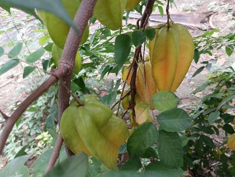 yellow coloured beautiful star fruit in a plant with green leaves. the fruit looks colourful and its just amazing