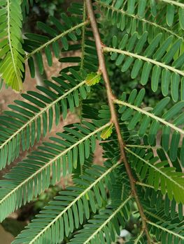 Beautiful amla green leaves in the sunlight.Selective focus of leaves in tree of amla