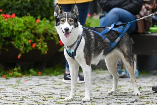 Husky with two colored eyes at the Canning Cross race.
