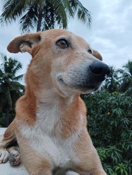 Indian breed brown dog sleeping on the wall.Indigenous breed of dog in india with black noseand white mouth