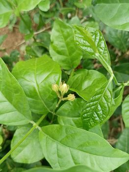Jasmine flower plant with buds and flowers.Blur photos with green leaves selective focus