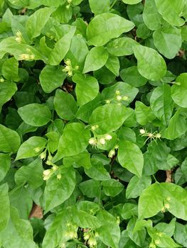 Jasmine flower plant with buds and flowers.Blur photos with green leaves selective focus