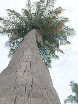 Top view of coconut tree from the bottom.Selective focus of the tree