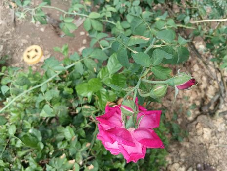 Pink coloured rose and buds in a green leaves plant. Spined leaves in a rosasinensis plant