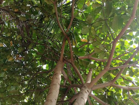 Badam tree green leaves in a live tree view from bottom . High quality photo