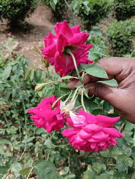 Pink coloured rose and buds in a green leaves plant. Spined leaves in a rosasinensis plant