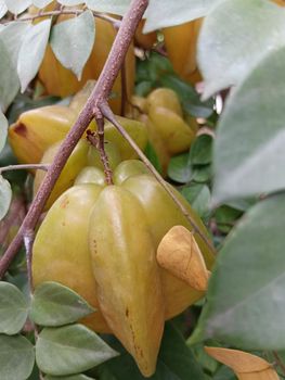yellow coloured beautiful star fruit in a plant with green leaves. the fruit looks colourful and its just amazing
