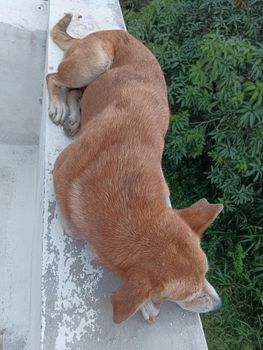 Indian breed brown dog sleeping on the wall.Indigenous breed of dog in india with black noseand white mouth