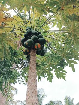 Papaya plant with green leaves and attracting.The view of papaya plant and the sky