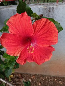 Red coloured hibiscus with yellow pollen in a live tree green background. High quality photo