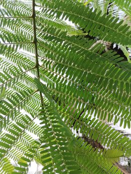Beautiful amla green leaves in the sunlight.Selective focus of leaves in tree of amla