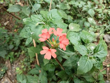 Pink coloured firecracker flower or tropical frame flower.Rose coloured flower is amazing in sunlight