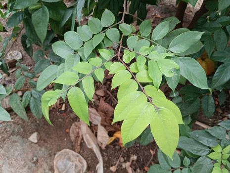 Green leaves of a star fruit plant in sunlight. High quality photo