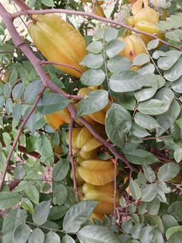 yellow coloured beautiful star fruit in a plant with green leaves. the fruit looks colourful and its just amazing