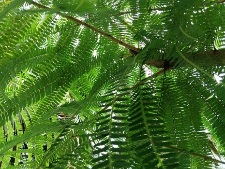 Beautiful amla green leaves in the sunlight.Selective focus of leaves in tree of amla
