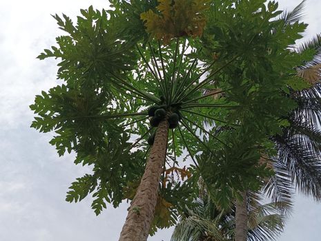 Papaya plant with green leaves and attracting.The view of papaya plant and the sky