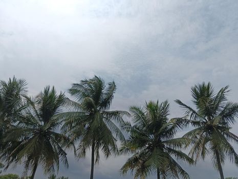 Group of coconut trees with cloudy sky.blurring of trees in dark clouds sky