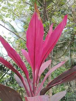 Rose coloured plant with rose petals and fully rose coloured plant with greensish backgroundn botanical name of Cordyline fruticosa